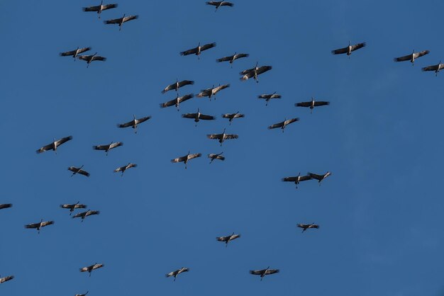 Low angle view of birds flying in the sky