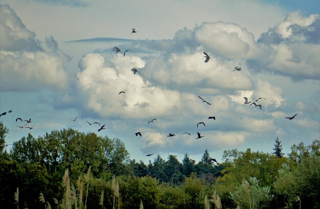 空を飛ぶ鳥の低角度の景色