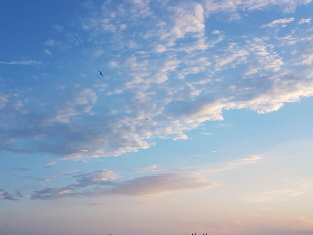 Low angle view of birds flying in sky