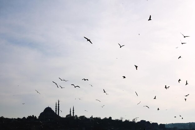 Low angle view of birds flying in sky