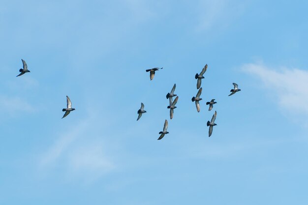 Low angle view of birds flying in sky