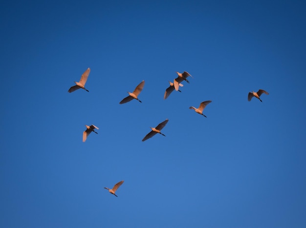 Foto vista ad angolo basso degli uccelli che volano nel cielo