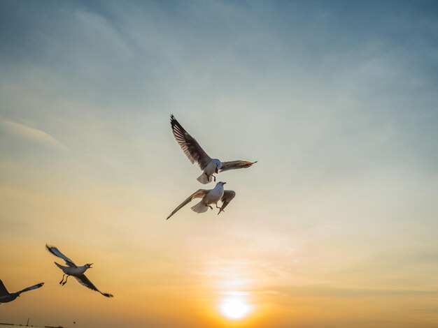 Photo low angle view of birds flying in sky