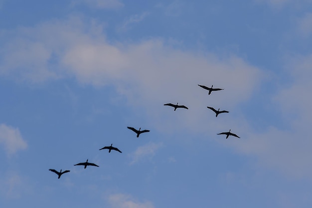 Низкий угол зрения птиц, летящих в небе