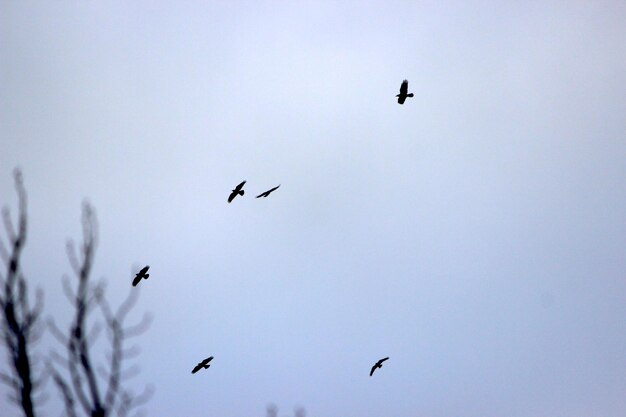 Low angle view of birds flying in sky