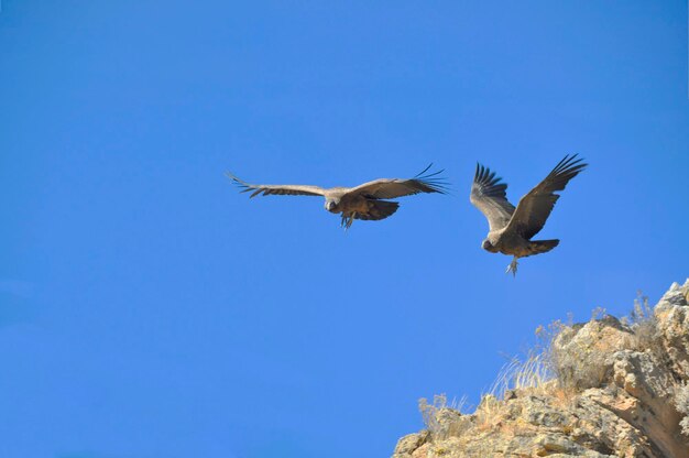 Low angle view of birds flying in sky