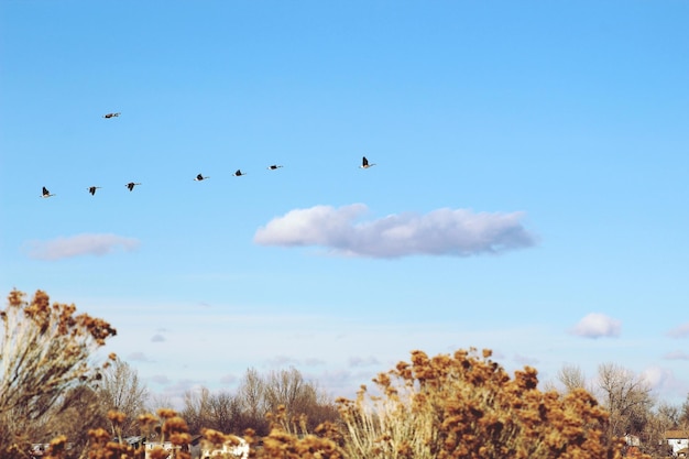 Foto veduta a bassa angolazione degli uccelli che volano nel cielo