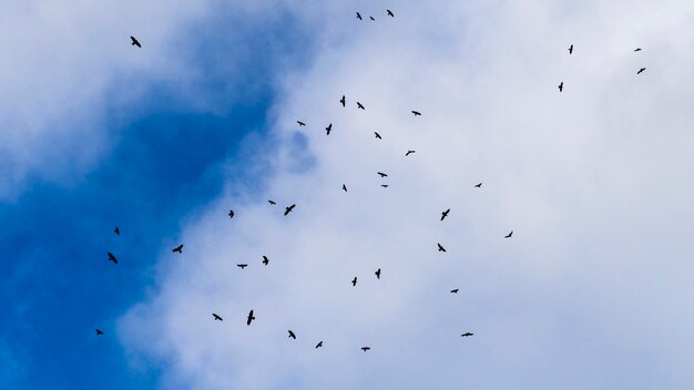 Low angle view of birds flying in sky