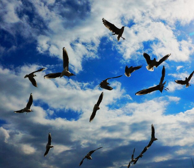 Low angle view of birds flying in sky