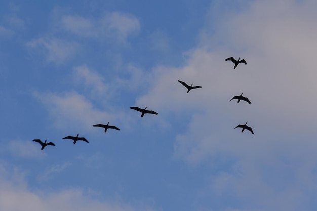 Low angle view of birds flying in sky