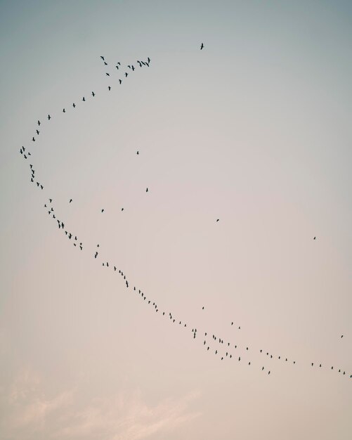 Low angle view of birds flying in sky