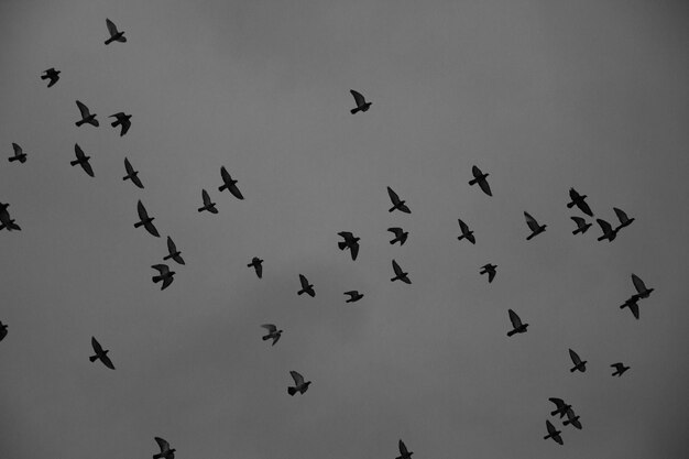 空を飛ぶ鳥の低角度の景色