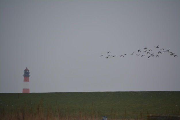 Photo low angle view of birds flying in sky