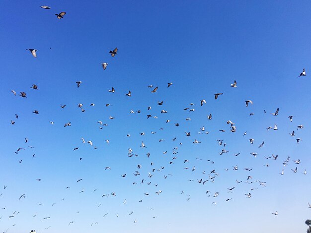 Low angle view of birds flying in sky