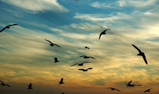 Photo low angle view of birds flying in sky