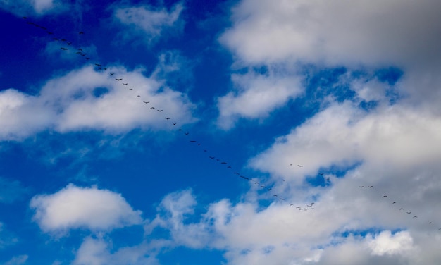 空を飛ぶ鳥の低角度の景色