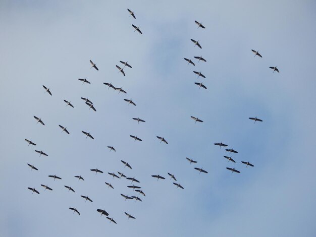 Low angle view of birds flying in the sky