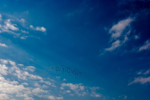 Low angle view of birds flying in sky