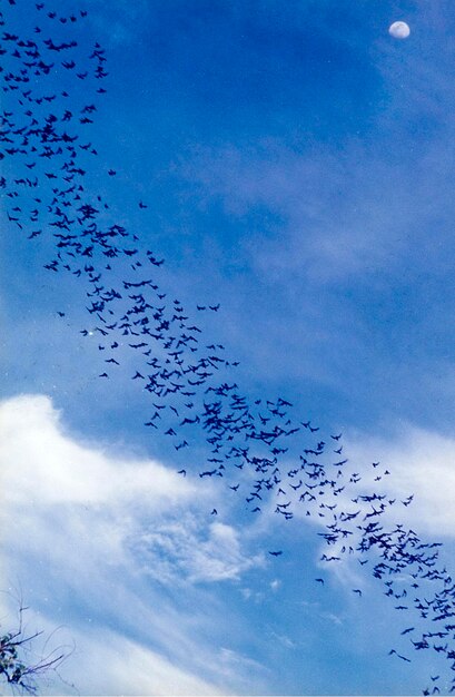 Low angle view of birds flying in sky