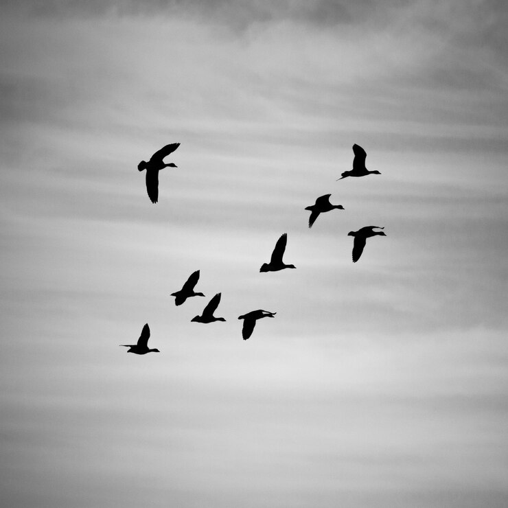 Photo low angle view of birds flying in sky
