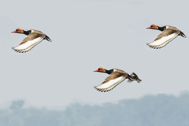 Photo low angle view of birds flying in the sky