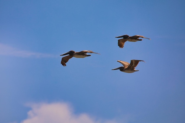 Low angle view of birds flying in sky