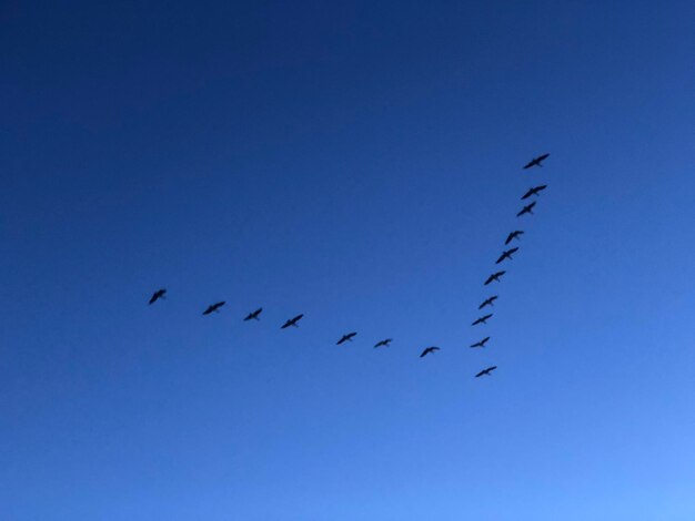 Low angle view of birds flying in sky