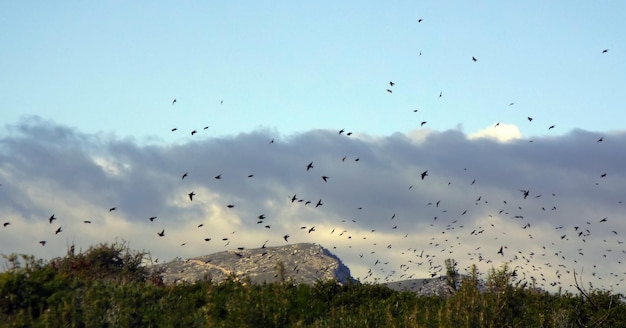 空を飛ぶ鳥の低角度の景色