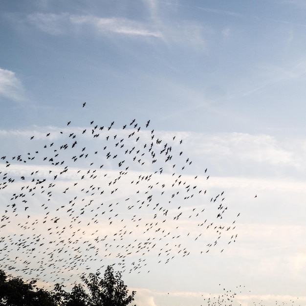 空を飛ぶ鳥の低角度の景色