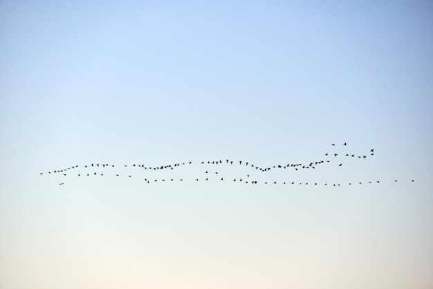 空を飛ぶ鳥の低角度の景色