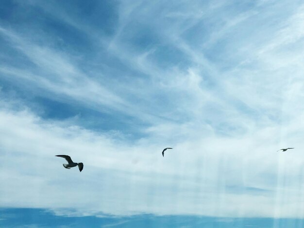 空を飛ぶ鳥の低角度の景色