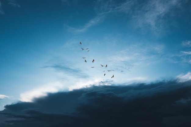 Low angle view of birds flying in sky