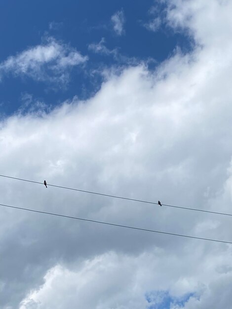 空を飛ぶ鳥の低角度の景色