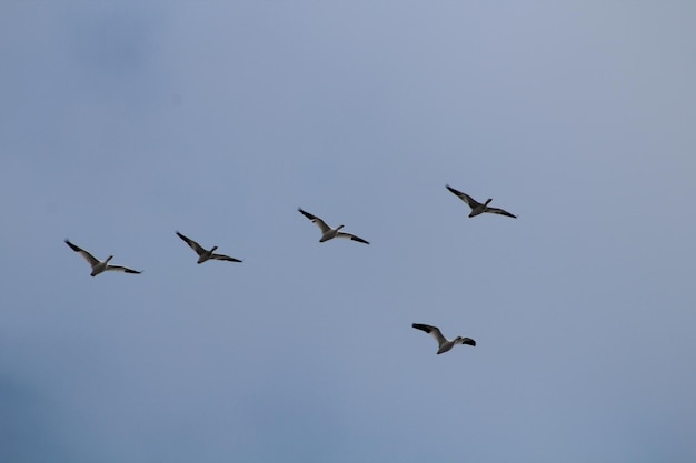 空を飛ぶ鳥の低角度の景色