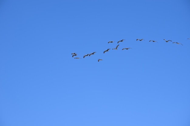 하늘 에서 날아다니는 새 들 의 낮은 각도 시각