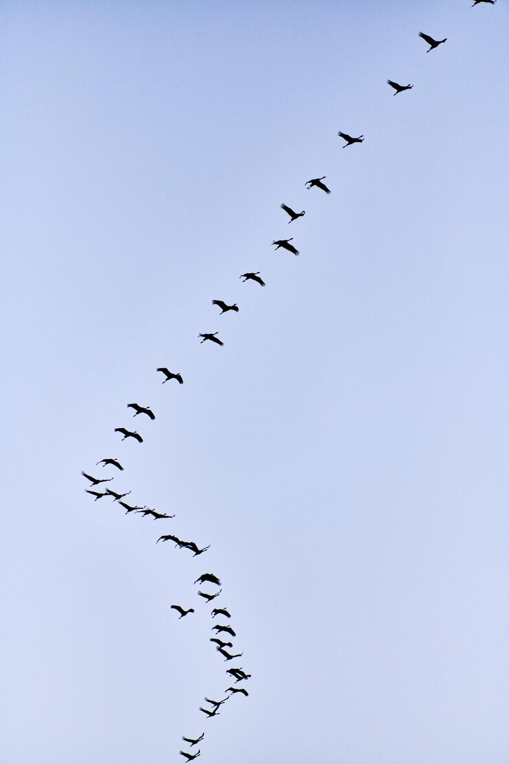 Photo low angle view of birds flying in sky