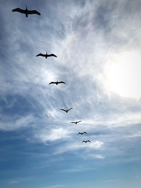 Low angle view of birds flying in sky