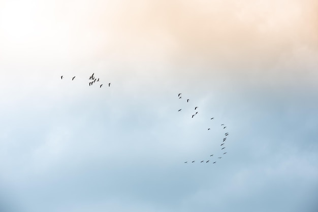 Photo low angle view of birds flying in sky