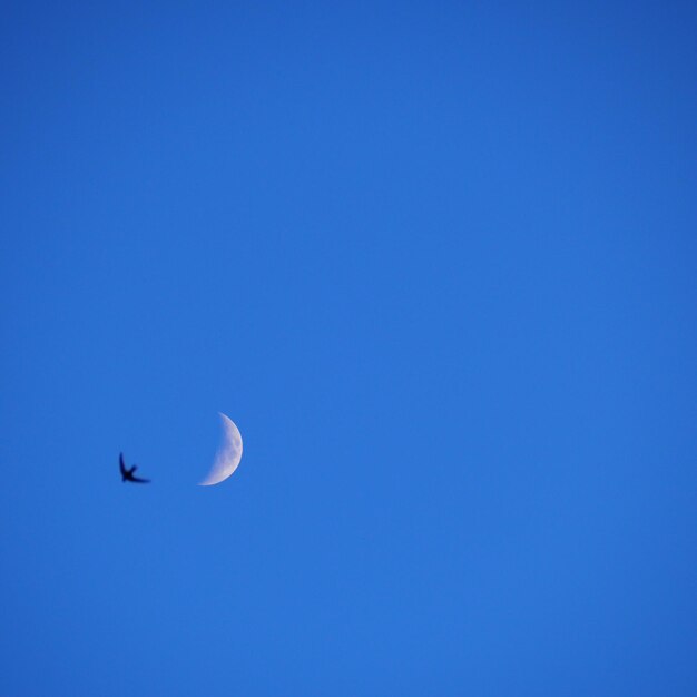 Low angle view of birds flying in sky