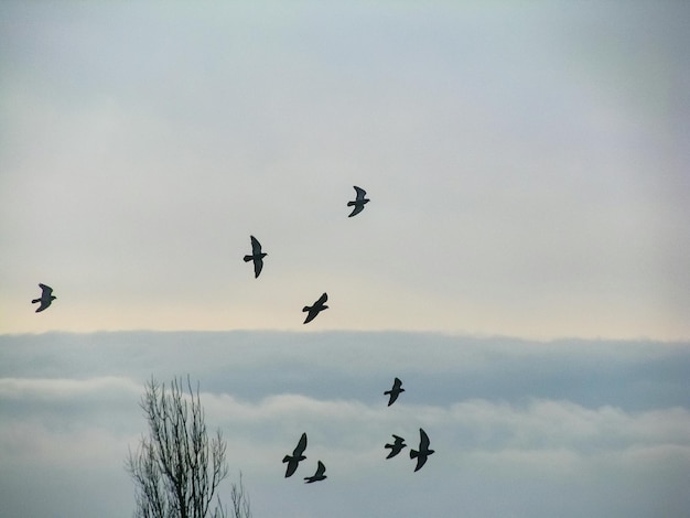 Photo low angle view of birds flying in sky