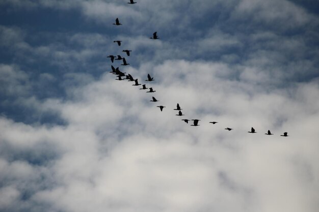 Low angle view of birds flying in sky