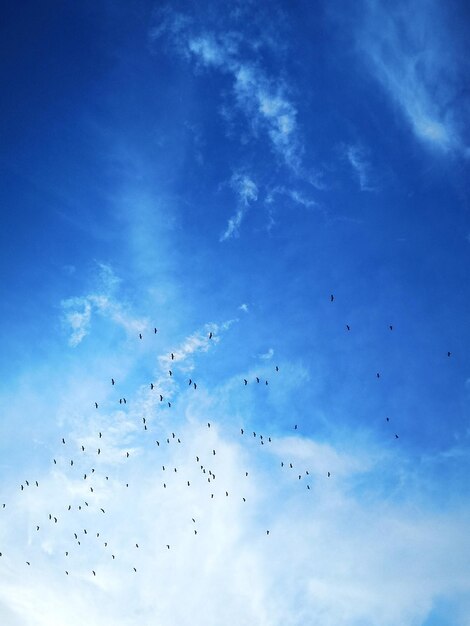 Photo low angle view of birds flying in sky