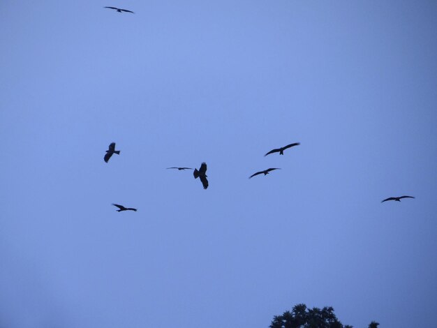 Low angle view of birds flying in the sky