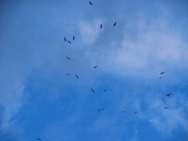 Low angle view of birds flying in sky