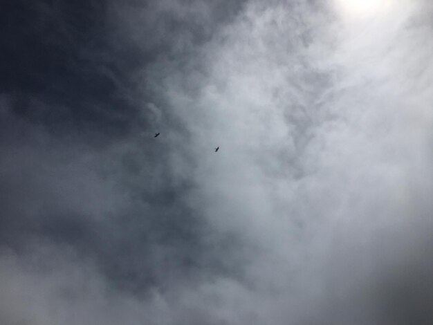 Low angle view of birds flying in sky