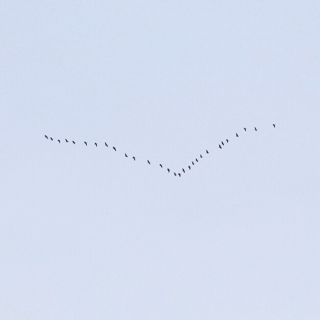 空を飛ぶ鳥の低角度の景色