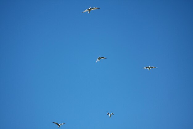 Low angle view of birds flying in sky