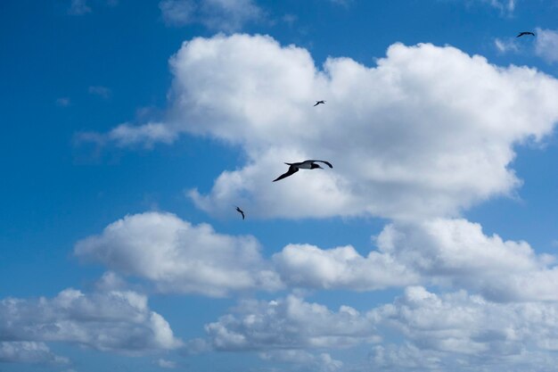 Low angle view of birds flying in sky