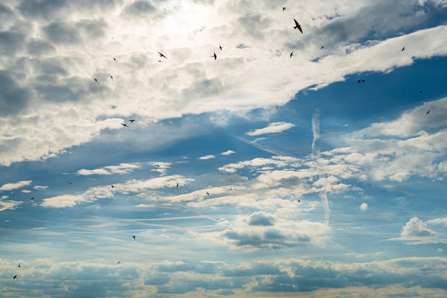 Foto vista ad angolo basso degli uccelli che volano nel cielo