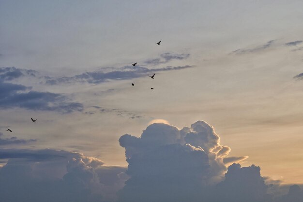 Photo low angle view of birds flying in sky